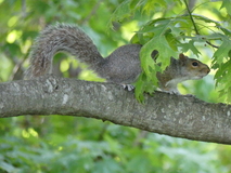 May 12, 2023: Squirrel
