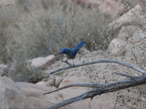 Jan 2, 2025: Hiking, Bird