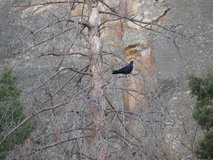 Jan 2, 2025: Hiking, Bird