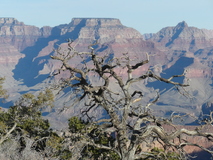 Jan 2, 2025: Hiking, Tree