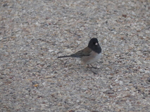 Jan 3, 2025: Hiking, Bird