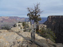 Jan 3, 2025: Hiking, Tree