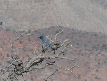 Jan 3, 2025: Hiking, Bird