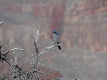 Jan 3, 2025: Hiking, Bird