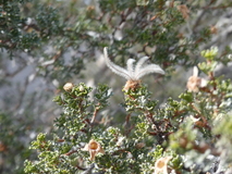 Jan 3, 2025: Hiking, Plant