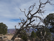 Jan 3, 2025: Hiking, Tree