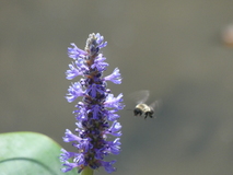 Aug 30, 2020: Hiking, Bug, Flower