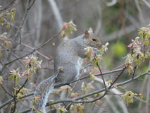 Apr 14, 2021: Squirrel