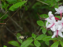 May 22, 2021: Hiking, Flower, Bug
