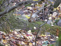 Nov 7, 2021: Hiking, Squirrel