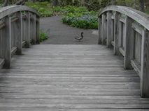 May 5, 2023: Bird, Bridge