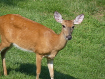 Aug 9, 2023: Deer