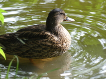 Aug 5, 2024: Poland, Bird