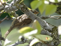 Aug 7, 2024: Poland, Bird