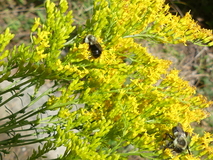 Aug 24, 2024: Hiking, Bug, Flower