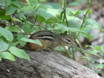 Jun 29, 2025: Hiking, Animal