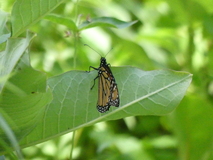 Jun 29, 2025: Hiking, Bug
