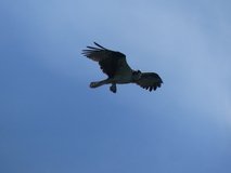 Jun 29, 2025: Hiking, Bird