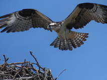 Jun 29, 2025: Hiking, Bird