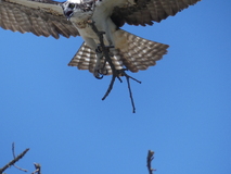 Jun 29, 2025: Hiking, Bird