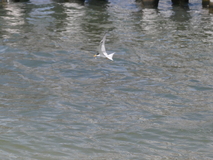 Jun 29, 2025: Hiking, Bird