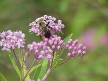 Jul 19, 2025: Bug, Flower, Plant