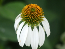 Jul 19, 2025: Flower, Plant