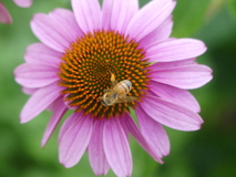 Jul 19, 2025: Bug, Flower, Plant