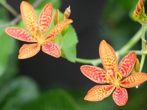 Jul 19, 2025: Flower, Plant