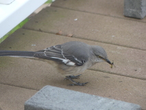 Oct 18, 2025: Bird, Bug