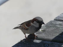 May 28, 2026: Bird