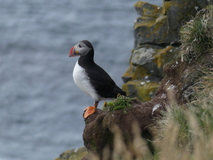 Jul 27, 2026: Iceland, Hiking, Bird