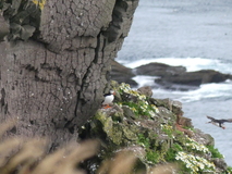 Jul 27, 2026: Iceland, Hiking, Bird