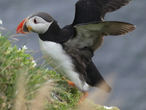 Jul 27, 2026: Iceland, Hiking, Bird