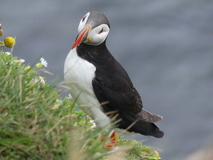 Jul 27, 2026: Iceland, Hiking, Bird