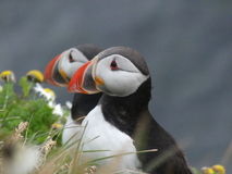 Jul 27, 2026: Iceland, Hiking, Bird