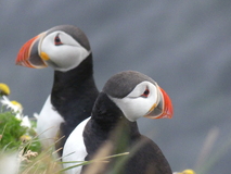Jul 27, 2026: Iceland, Hiking, Bird