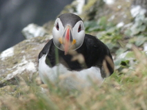 Jul 27, 2026: Iceland, Hiking, Bird