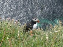 Jul 27, 2026: Iceland, Hiking, Bird