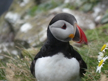 Jul 27, 2026: Iceland, Hiking, Bird