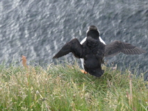 Jul 27, 2026: Iceland, Hiking, Bird