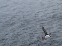 Jul 27, 2026: Iceland, Hiking, Bird