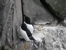 Jul 27, 2026: Iceland, Hiking, Bird