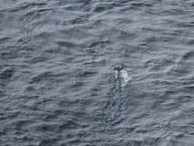Jul 27, 2026: Iceland, Hiking, Bird