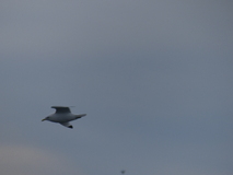 Jul 27, 2026: Iceland, Hiking, Bird