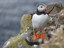 Jul 27, 2026: Iceland, Hiking, Bird