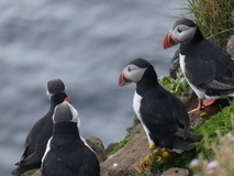 Jul 27, 2026: Iceland, Hiking, Bird