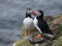 Jul 27, 2026: Iceland, Hiking, Bird