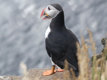 Jul 27, 2026: Iceland, Hiking, Bird