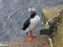 Jul 27, 2026: Iceland, Hiking, Bird